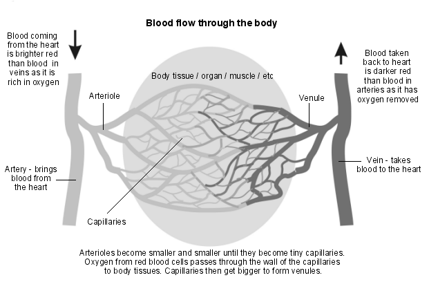 blood flow