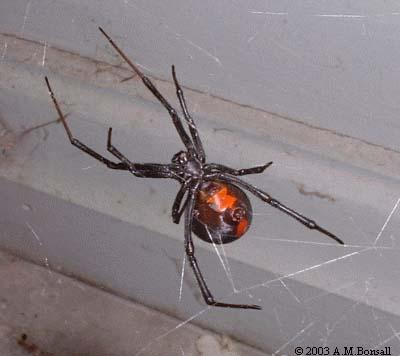 REDBACK (2)