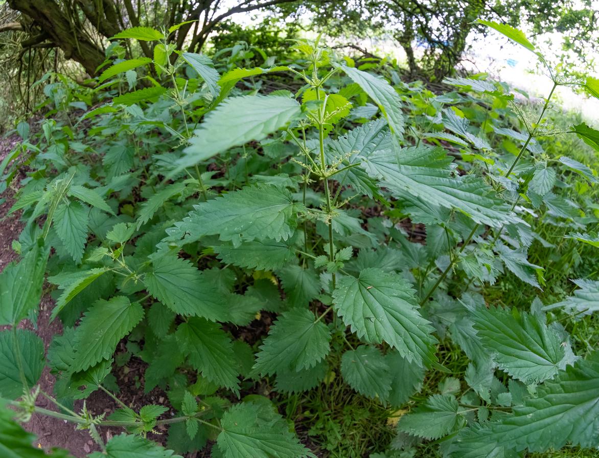 stinging nettles