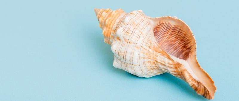 Seashell against blue background.