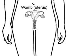 Female reproductive organs