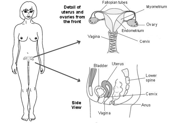 Uterus and ovaries