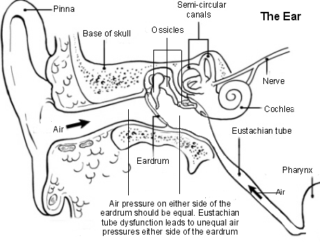 Anatomical diagram of the human ear showing labeled parts including pinna, eardrum, cochlea and Eustachian tube.