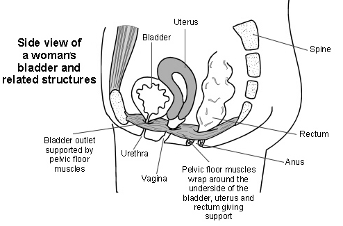 pelvic floor exercise