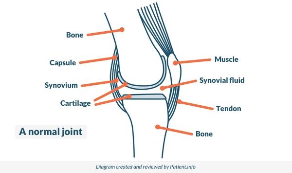 Normal joint to understand juvenile idiopathic arthritis