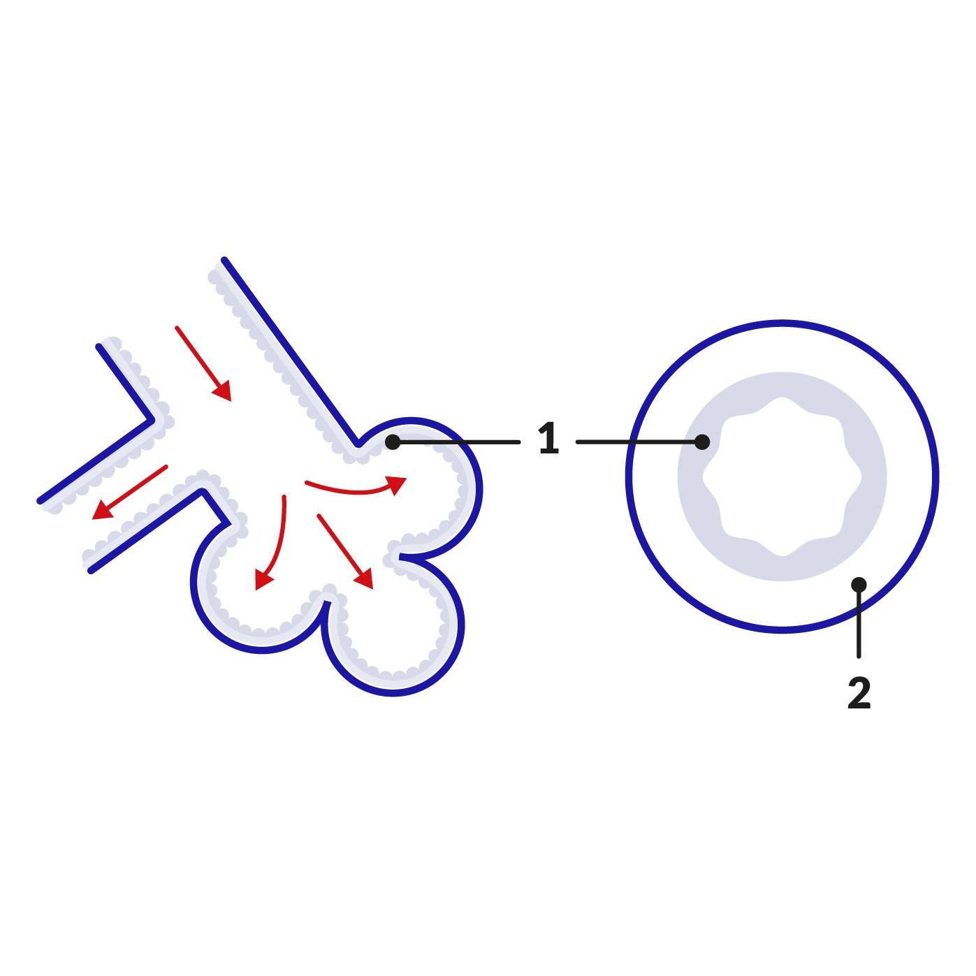 cross-section of normal airway