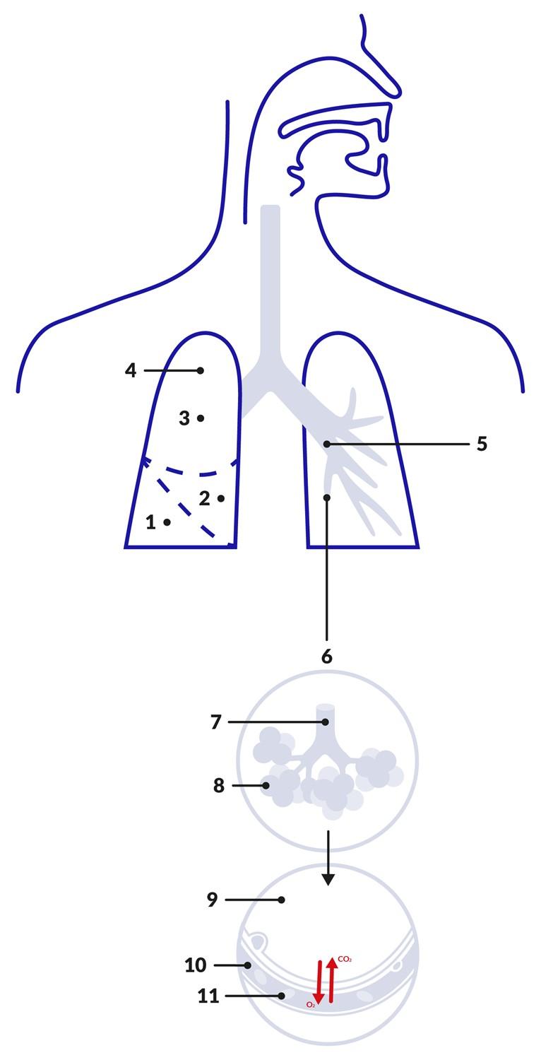 lungs and alveoli