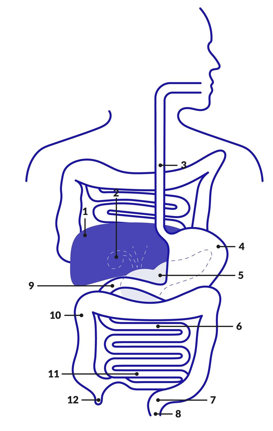 cross-section of the gut