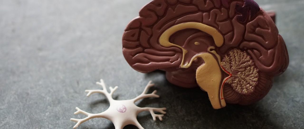 Brain Model