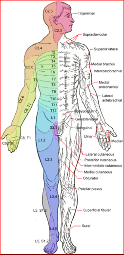 Neurological Examination