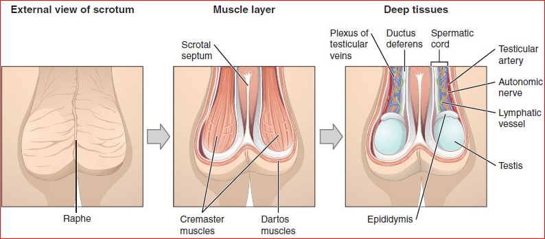 Musculature and inner workings of the scrotum