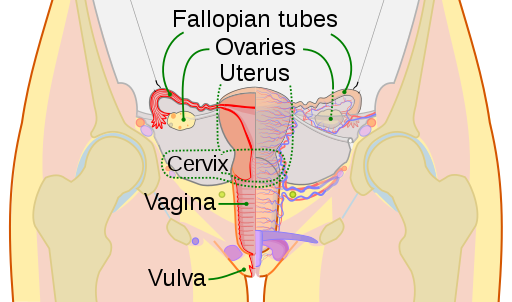 Female reproductive system