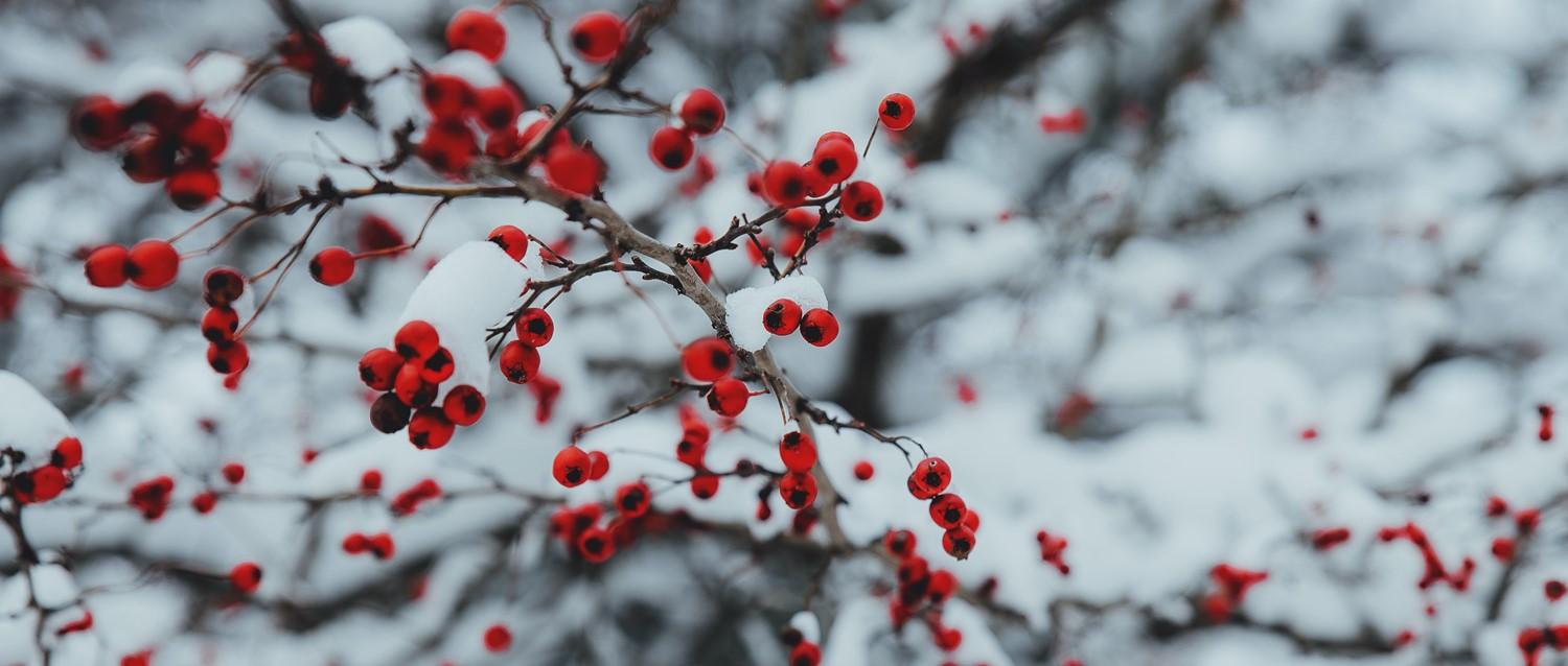 What are the main causes of hospitalisations over Christmas?