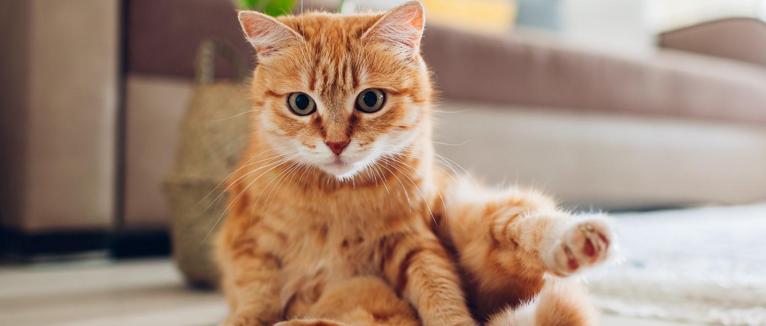 How to get rid of your cat allergy symptoms