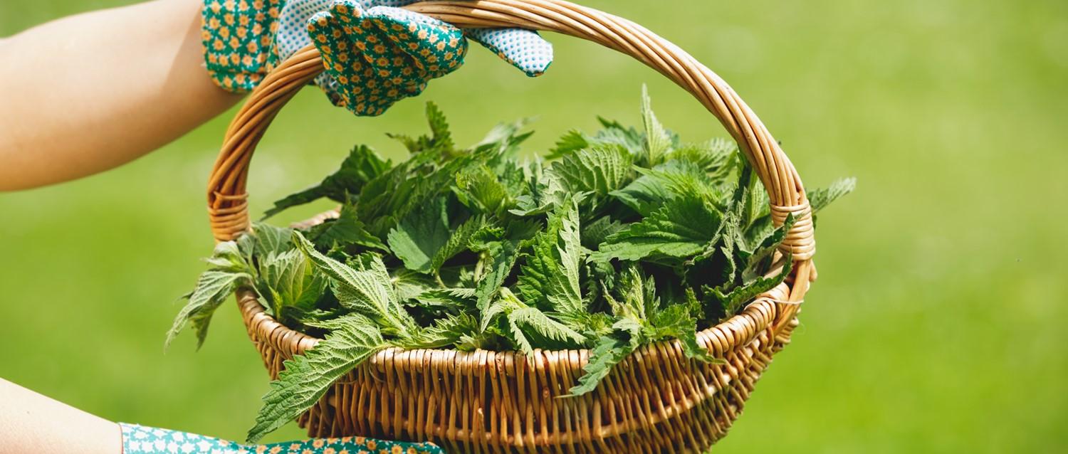 How to soothe a nettle sting